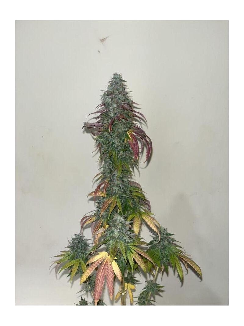 Permanent Marker, Фасовка: 1, изображение 6